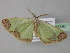  ( - BC ZSM Lep 35396)  @13 [ ] CreativeCommons - Attribution Non-Commercial Share-Alike (2010) Unspecified SNSB, Zoologische Staatssammlung Muenchen
