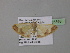 ( - BC ZSM Lep 35398)  @13 [ ] CreativeCommons - Attribution Non-Commercial Share-Alike (2010) Unspecified SNSB, Zoologische Staatssammlung Muenchen