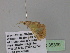  (Zamarada AH103CmGh - BC ZSM Lep 35399)  @11 [ ] CreativeCommons - Attribution Non-Commercial Share-Alike (2010) Unspecified SNSB, Zoologische Staatssammlung Muenchen