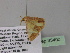  (Zamarada AH104CmGh - BC ZSM Lep 35400)  @11 [ ] CreativeCommons - Attribution Non-Commercial Share-Alike (2010) Unspecified SNSB, Zoologische Staatssammlung Muenchen