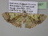  (Zamarada ariste - BC ZSM Lep 35401)  @14 [ ] CreativeCommons - Attribution Non-Commercial Share-Alike (2010) Unspecified SNSB, Zoologische Staatssammlung Muenchen