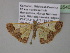  (Zamarada AH19CmGh - BC ZSM Lep 35402)  @13 [ ] CreativeCommons - Attribution Non-Commercial Share-Alike (2010) Unspecified SNSB, Zoologische Staatssammlung Muenchen