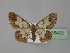  (Zamarada AH107CmGh - BC ZSM Lep 35403)  @11 [ ] CreativeCommons - Attribution Non-Commercial Share-Alike (2010) Unspecified SNSB, Zoologische Staatssammlung Muenchen