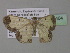  (Zamarada AH13CmGh - BC ZSM Lep 35404)  @13 [ ] CreativeCommons - Attribution Non-Commercial Share-Alike (2010) Unspecified SNSB, Zoologische Staatssammlung Muenchen