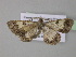  ( - BC ZSM Lep 35405)  @14 [ ] CreativeCommons - Attribution Non-Commercial Share-Alike (2010) Unspecified SNSB, Zoologische Staatssammlung Muenchen