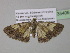  ( - BC ZSM Lep 35406)  @14 [ ] CreativeCommons - Attribution Non-Commercial Share-Alike (2010) Unspecified SNSB, Zoologische Staatssammlung Muenchen
