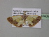  (Zamarada nasuta - BC ZSM Lep 35408)  @13 [ ] CreativeCommons - Attribution Non-Commercial Share-Alike (2010) Unspecified SNSB, Zoologische Staatssammlung Muenchen