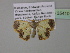  (Zamarada AH24CmGh - BC ZSM Lep 35410)  @13 [ ] CreativeCommons - Attribution Non-Commercial Share-Alike (2010) Unspecified SNSB, Zoologische Staatssammlung Muenchen
