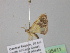  (Zamarada AH115CmGh - BC ZSM Lep 35411)  @11 [ ] CreativeCommons - Attribution Non-Commercial Share-Alike (2010) Unspecified SNSB, Zoologische Staatssammlung Muenchen