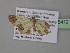  (Zamarada AH17CmGh - BC ZSM Lep 35412)  @13 [ ] CreativeCommons - Attribution Non-Commercial Share-Alike (2010) Unspecified SNSB, Zoologische Staatssammlung Muenchen