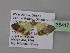  ( - BC ZSM Lep 35417)  @13 [ ] CreativeCommons - Attribution Non-Commercial Share-Alike (2010) Unspecified SNSB, Zoologische Staatssammlung Muenchen