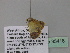  (Zamarada AH18CmGh - BC ZSM Lep 35418)  @13 [ ] CreativeCommons - Attribution Non-Commercial Share-Alike (2010) Unspecified SNSB, Zoologische Staatssammlung Muenchen
