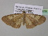  (Zamarada griseola - BC ZSM Lep 35419)  @14 [ ] CreativeCommons - Attribution Non-Commercial Share-Alike (2010) Unspecified SNSB, Zoologische Staatssammlung Muenchen