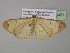  (Zamarada cathetus - BC ZSM Lep 35421)  @14 [ ] CreativeCommons - Attribution Non-Commercial Share-Alike (2010) Unspecified SNSB, Zoologische Staatssammlung Muenchen