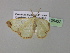  ( - BC ZSM Lep 35422)  @13 [ ] CreativeCommons - Attribution Non-Commercial Share-Alike (2010) Unspecified SNSB, Zoologische Staatssammlung Muenchen