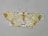  (Zamarada AH10CmGh - BC ZSM Lep 35423)  @13 [ ] CreativeCommons - Attribution Non-Commercial Share-Alike (2010) Unspecified SNSB, Zoologische Staatssammlung Muenchen