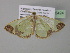  (Zamarada cydippe - BC ZSM Lep 35424)  @14 [ ] CreativeCommons - Attribution Non-Commercial Share-Alike (2010) Unspecified SNSB, Zoologische Staatssammlung Muenchen