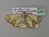  (Zamarada lanceolata - BC ZSM Lep 35427)  @12 [ ] CreativeCommons - Attribution Non-Commercial Share-Alike (2010) Unspecified SNSB, Zoologische Staatssammlung Muenchen