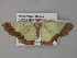  (Zamarada regularis - BC ZSM Lep 35434)  @14 [ ] CreativeCommons - Attribution Non-Commercial Share-Alike (2010) Unspecified SNSB, Zoologische Staatssammlung Muenchen