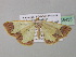  (Zamarada schalida - BC ZSM Lep 35435)  @13 [ ] CreativeCommons - Attribution Non-Commercial Share-Alike (2010) Unspecified SNSB, Zoologische Staatssammlung Muenchen