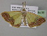  ( - BC ZSM Lep 35439)  @13 [ ] CreativeCommons - Attribution Non-Commercial Share-Alike (2010) Unspecified SNSB, Zoologische Staatssammlung Muenchen