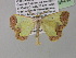  (Zamarada indicata - BC ZSM Lep 35440)  @14 [ ] CreativeCommons - Attribution Non-Commercial Share-Alike (2010) Unspecified SNSB, Zoologische Staatssammlung Muenchen