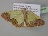  ( - BC ZSM Lep 35441)  @13 [ ] CreativeCommons - Attribution Non-Commercial Share-Alike (2010) Unspecified SNSB, Zoologische Staatssammlung Muenchen