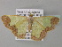  ( - BC ZSM Lep 35442)  @13 [ ] CreativeCommons - Attribution Non-Commercial Share-Alike (2010) Unspecified SNSB, Zoologische Staatssammlung Muenchen
