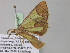  ( - BC ZSM Lep 35446)  @13 [ ] CreativeCommons - Attribution Non-Commercial Share-Alike (2010) Unspecified SNSB, Zoologische Staatssammlung Muenchen