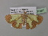  (Zamarada lanceolataAH01Gh - BC ZSM Lep 35447)  @13 [ ] CreativeCommons - Attribution Non-Commercial Share-Alike (2010) Unspecified SNSB, Zoologische Staatssammlung Muenchen