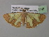  (Zamarada lanceolata - BC ZSM Lep 35448)  @12 [ ] CreativeCommons - Attribution Non-Commercial Share-Alike (2010) Unspecified SNSB, Zoologische Staatssammlung Muenchen