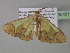  (Zamarada psectraAH01Cm - BC ZSM Lep 35451)  @14 [ ] CreativeCommons - Attribution Non-Commercial Share-Alike (2010) Unspecified SNSB, Zoologische Staatssammlung Muenchen