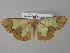  (Zamarada psectraAH01Cm - BC ZSM Lep 35452)  @14 [ ] CreativeCommons - Attribution Non-Commercial Share-Alike (2010) Unspecified SNSB, Zoologische Staatssammlung Muenchen