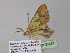  ( - BC ZSM Lep 35454)  @13 [ ] CreativeCommons - Attribution Non-Commercial Share-Alike (2010) Unspecified SNSB, Zoologische Staatssammlung Muenchen