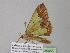  (Zamarada AH25CmGh - BC ZSM Lep 35455)  @13 [ ] CreativeCommons - Attribution Non-Commercial Share-Alike (2010) Unspecified SNSB, Zoologische Staatssammlung Muenchen