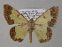  (Zamarada corroborata - BC ZSM Lep 35456)  @14 [ ] CreativeCommons - Attribution Non-Commercial Share-Alike (2010) Unspecified SNSB, Zoologische Staatssammlung Muenchen