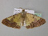  (Zamarada AH161CmGh - BC ZSM Lep 35457)  @11 [ ] CreativeCommons - Attribution Non-Commercial Share-Alike (2010) Unspecified SNSB, Zoologische Staatssammlung Muenchen