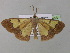 (Zamarada limaAH04CmGh - BC ZSM Lep 35458)  @14 [ ] CreativeCommons - Attribution Non-Commercial Share-Alike (2010) Unspecified SNSB, Zoologische Staatssammlung Muenchen