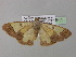  ( - BC ZSM Lep 35459)  @13 [ ] CreativeCommons - Attribution Non-Commercial Share-Alike (2010) Unspecified SNSB, Zoologische Staatssammlung Muenchen