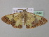  ( - BC ZSM Lep 35460)  @13 [ ] CreativeCommons - Attribution Non-Commercial Share-Alike (2010) Unspecified SNSB, Zoologische Staatssammlung Muenchen