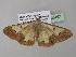  ( - BC ZSM Lep 35462)  @13 [ ] CreativeCommons - Attribution Non-Commercial Share-Alike (2010) Unspecified SNSB, Zoologische Staatssammlung Muenchen