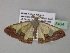  ( - BC ZSM Lep 35464)  @12 [ ] CreativeCommons - Attribution Non-Commercial Share-Alike (2010) Unspecified SNSB, Zoologische Staatssammlung Muenchen
