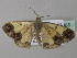  (Zamarada AH169CmGh - BC ZSM Lep 35465)  @11 [ ] CreativeCommons - Attribution Non-Commercial Share-Alike (2010) Unspecified SNSB, Zoologische Staatssammlung Muenchen