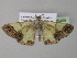  (Zamarada ixiaria - BC ZSM Lep 35466)  @14 [ ] CreativeCommons - Attribution Non-Commercial Share-Alike (2010) Unspecified SNSB, Zoologische Staatssammlung Muenchen