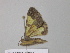  (Zamarada AH171CmGh - BC ZSM Lep 35467)  @11 [ ] CreativeCommons - Attribution Non-Commercial Share-Alike (2010) Unspecified SNSB, Zoologische Staatssammlung Muenchen
