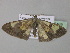  (Zamarada leonaAH173CmGh - BC ZSM Lep 35469)  @13 [ ] CreativeCommons - Attribution Non-Commercial Share-Alike (2010) Unspecified SNSB, Zoologische Staatssammlung Muenchen