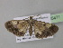  ( - BC ZSM Lep 35471)  @13 [ ] CreativeCommons - Attribution Non-Commercial Share-Alike (2010) Unspecified SNSB, Zoologische Staatssammlung Muenchen