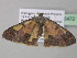  (Zamarada limaAH02CmGh - BC ZSM Lep 35472)  @14 [ ] CreativeCommons - Attribution Non-Commercial Share-Alike (2010) Unspecified SNSB, Zoologische Staatssammlung Muenchen