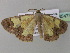  (Zamarada limaAH03CmGh - BC ZSM Lep 35473)  @12 [ ] CreativeCommons - Attribution Non-Commercial Share-Alike (2010) Unspecified SNSB, Zoologische Staatssammlung Muenchen
