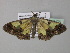  (Zamarada emaciata - BC ZSM Lep 35476)  @14 [ ] CreativeCommons - Attribution Non-Commercial Share-Alike (2010) Unspecified SNSB, Zoologische Staatssammlung Muenchen